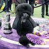Siba, The Rock-Star Standard Poodle, Wins Best In Show At Westminster Dog Show